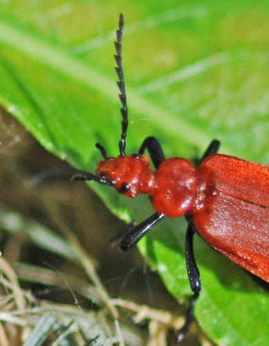 Réf. 302 138 : Pyrochroa serraticornis